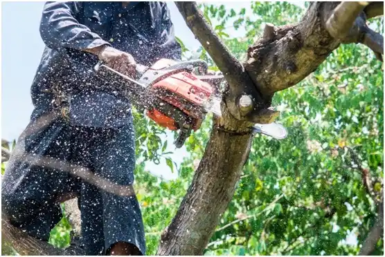 tree services Bangor Base